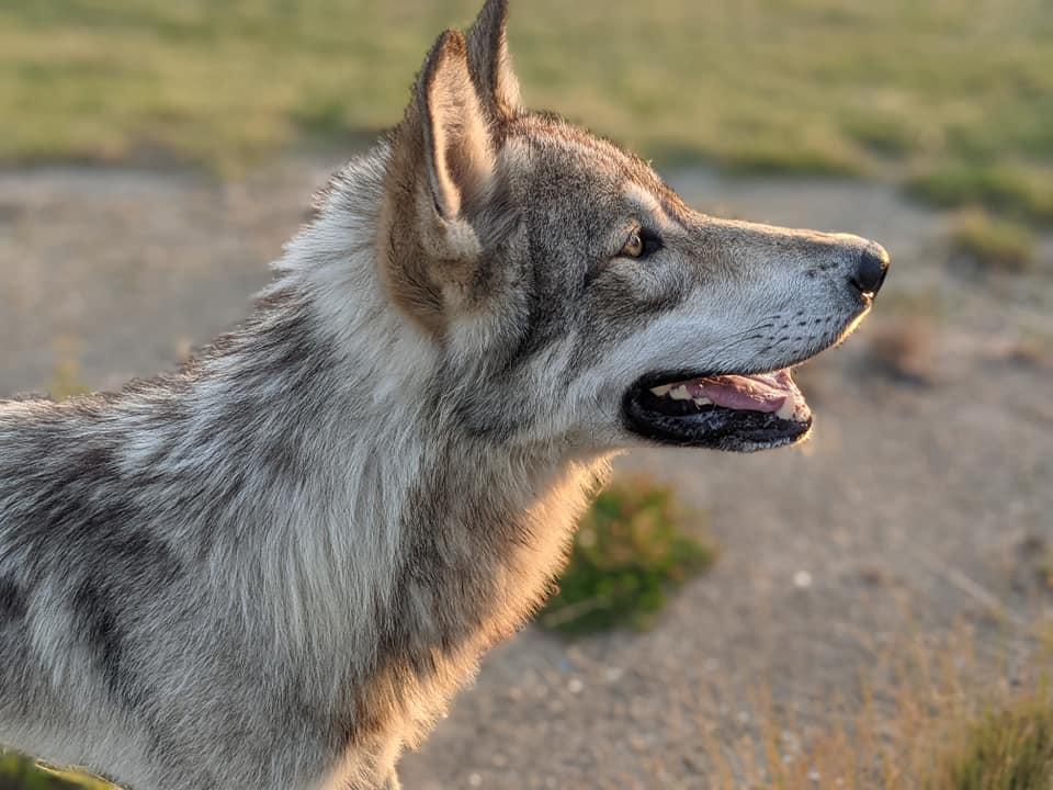 lupine dogs