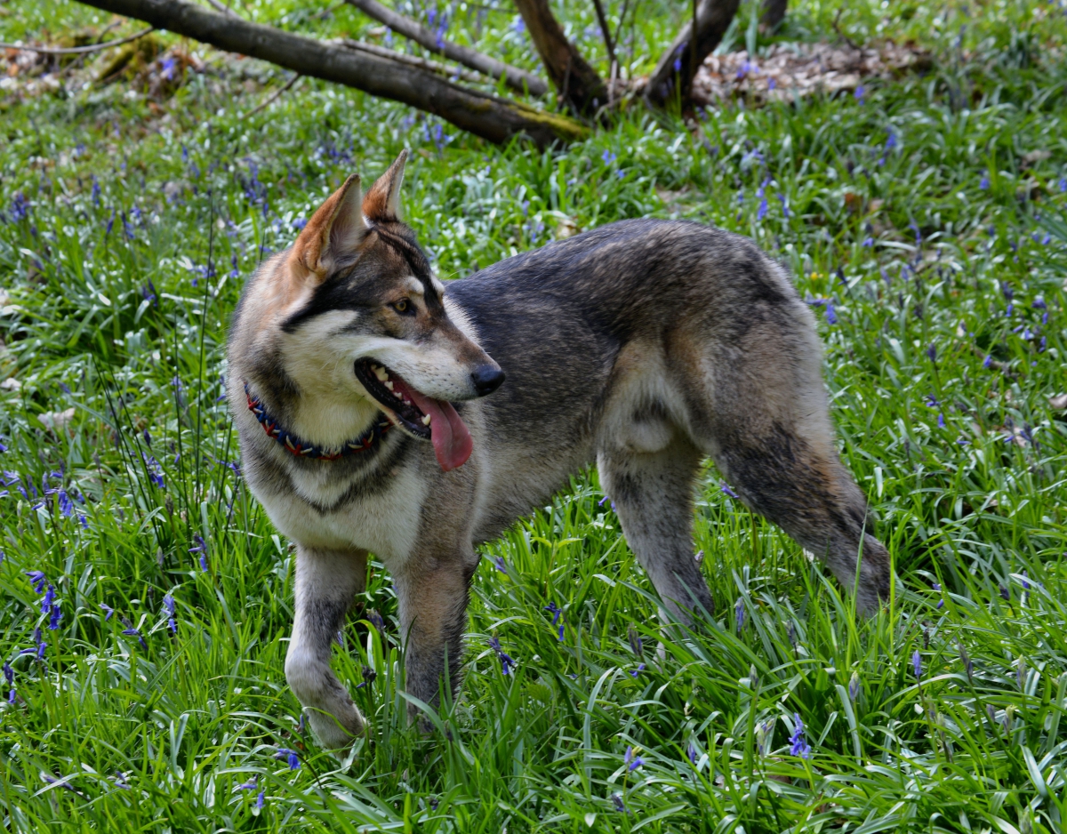 lupine dog