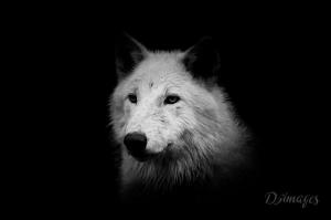 Wolfdography