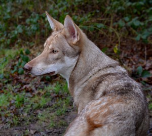 DSC_0200 